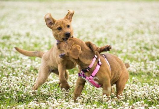 胆小狗狗遇到别的狗立刻就跑,这种狗狗需要稳定狗群进行训练!