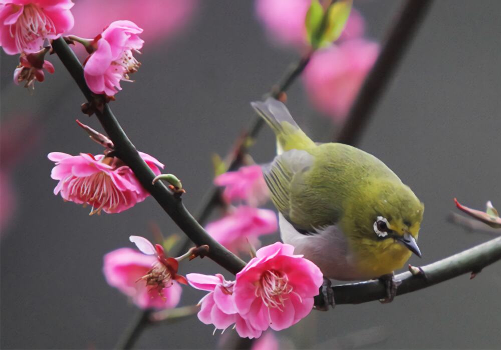 暗绿绣眼鸟身份信息