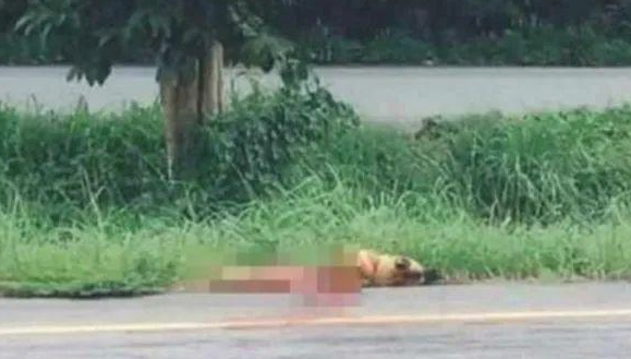 小狗道旁苦等一年,等离去的主人再一次出現,结果令人肝肠寸断