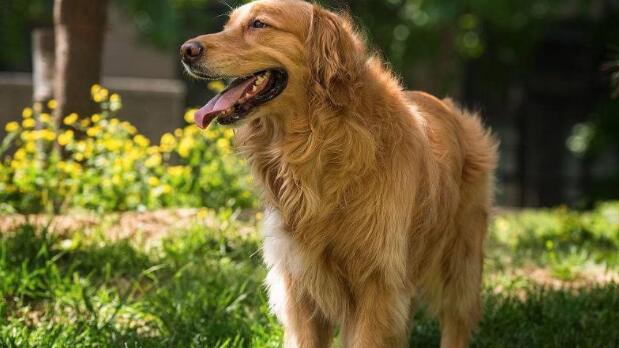 怕热的4种狗, 雪橇三傻中有两个上榜, 它在夏天简直像穿了羽绒服