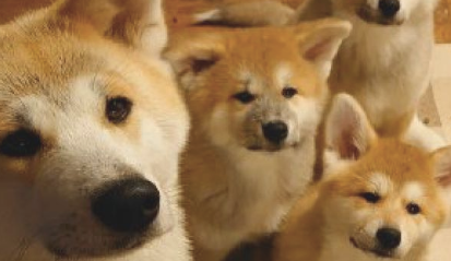 柴犬妈带5只小柴犬闯祸,被质问时都可怜望着主人家,不愧为是一家人