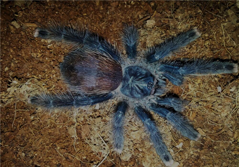 厄瓜多尔羊毛粉红趾身份信息