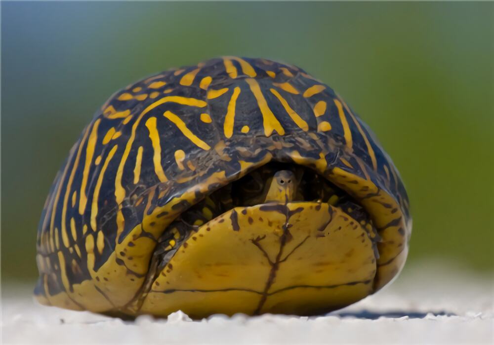 佛罗里达箱龟身份信息