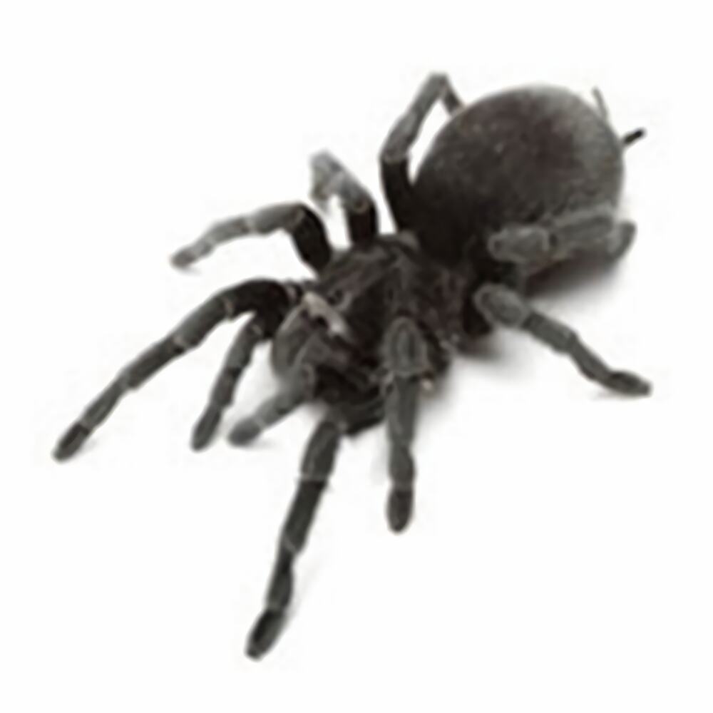 巴西黑身份信息