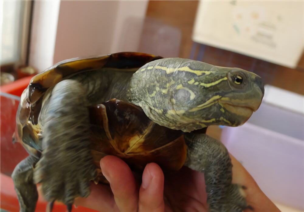 大头乌龟身份信息