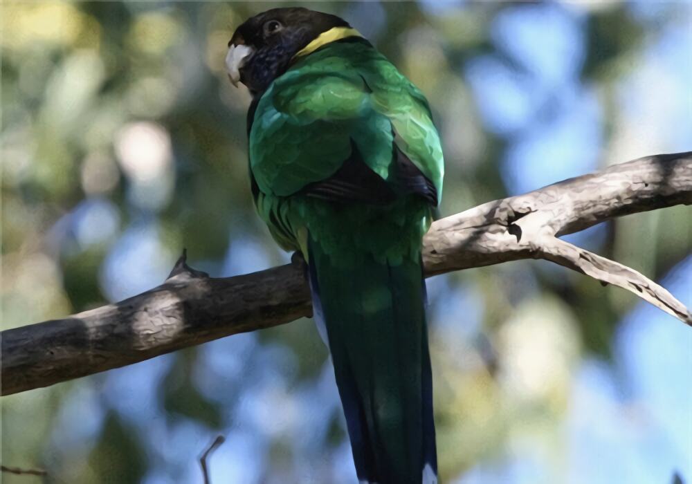 林肯港鹦鹉身份信息