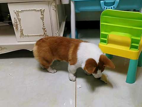 柯基家里就闲不住，不搞一点儿事儿就不舒服，狗：我爸爸是二哈！