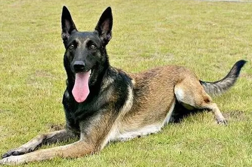 两位男孩意外在洞里发现有一只比特犬