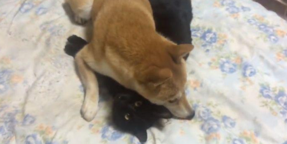 柴犬不把猫咪当回事儿,每日变着花式戏弄猫咪,猫:由谁来拯救朕?