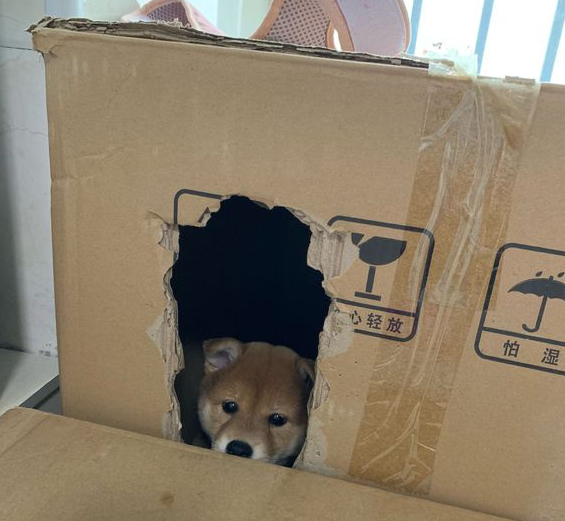 柴犬作梦在搬新家,醒来时发觉在熟悉的地区,狗:咋真穿越后?
