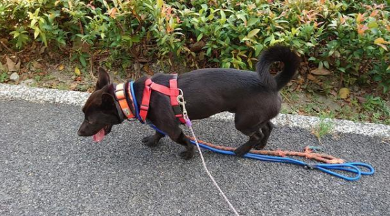 狗狗身上为何戴4条绳子，主人道出原因：太爱它