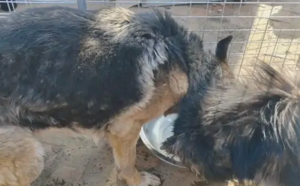 主人不想喂羊了,看了一辈子的老牧羊犬和怀孕的羊险些进了屠宰场