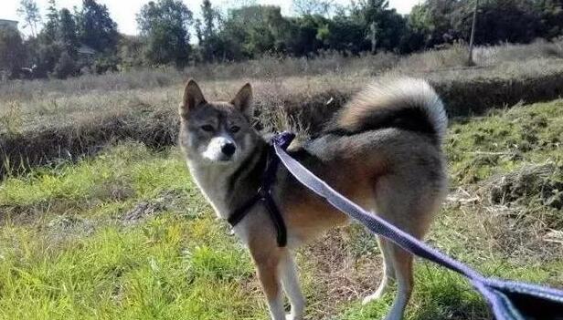 养什么名贵犬,来只本土的田园,牵出去一样让你成为焦点