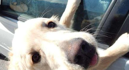 女驾驶发现途中有只落单黄金猎犬 停下车走不开