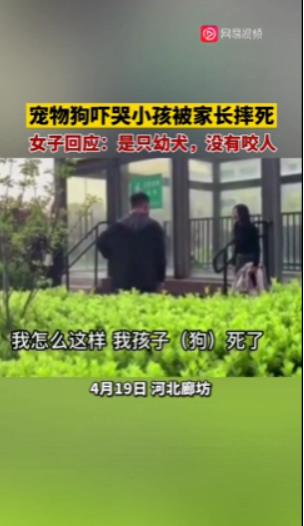 宠物狗吓哭小孩被家长摔死 犬主回应:自己有部分责任