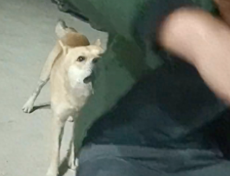 主人喝醉酒了,狗狗咬他的衣服往后拽:回家吧