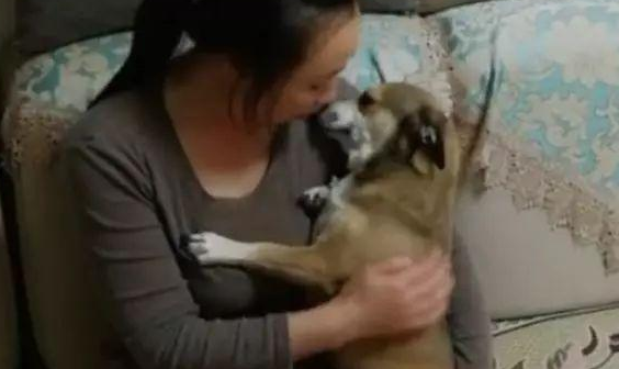 狗子被男主人一顿揍后,委屈的钻入女主人怀中发牢骚,萌化了