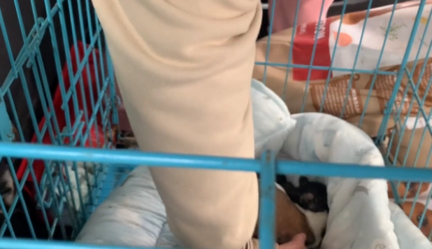生小狗到子宫脱垂,好了之后反被抛弃!
