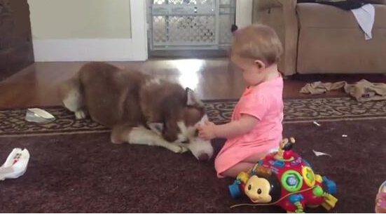 主人叫哈士奇帮助看娃,回家一看,主人:气的想卖狗!