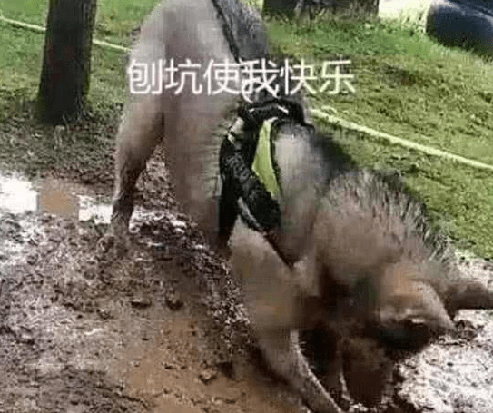 男子内急憋不住去尿尿，把小狗拴在树上，出去见到这幕肠道悔青