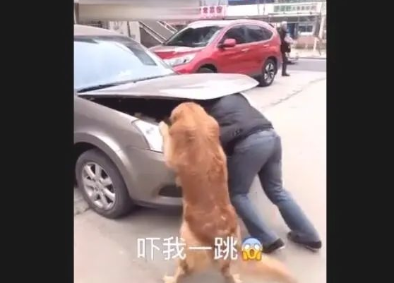 主人家修车,金毛狗狗使坏,結果主人家又气又难堪!