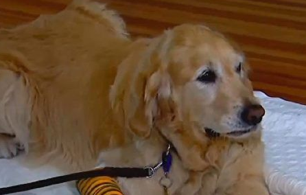 导盲犬飞身挡车救主人 重伤仍守护不离开