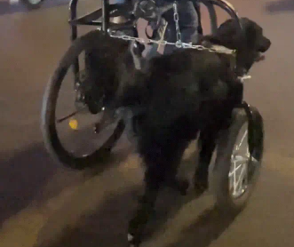 男子路遇遛狗三轮车,狗子带着车子跑。网友:三轮四驱新能源