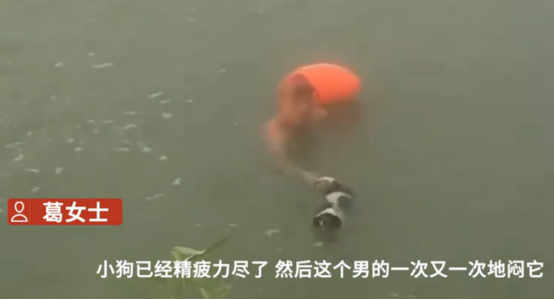 安徽一男子多次将狗闷在河水中挣扎,可恶至极!
