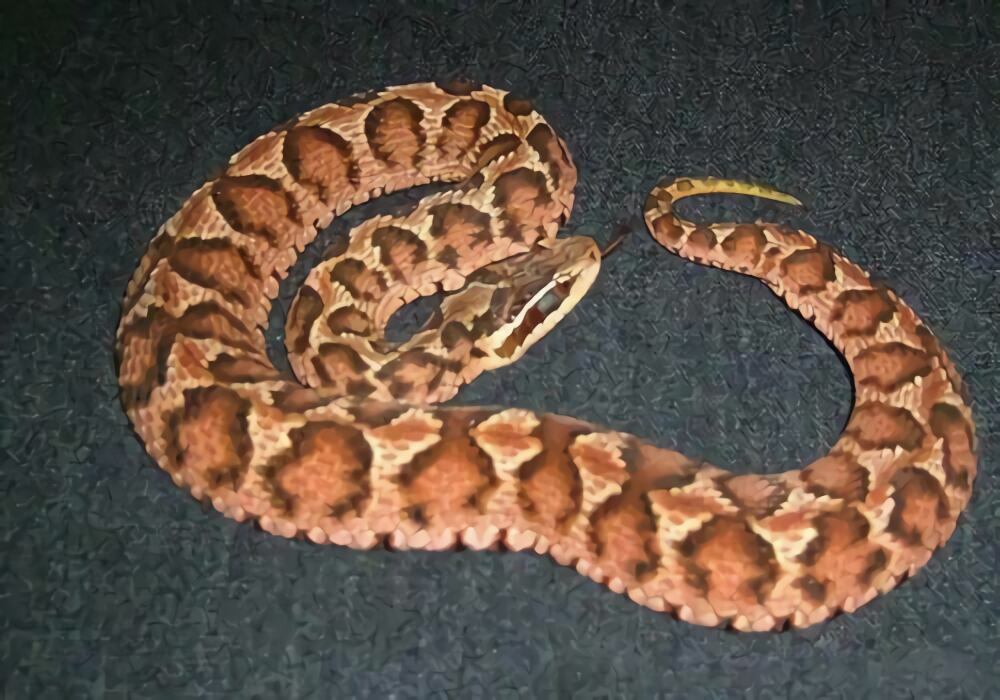 短尾腹身份信息