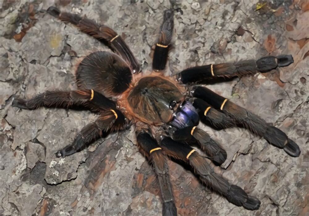 法属圭亚那蓝牙身份信息