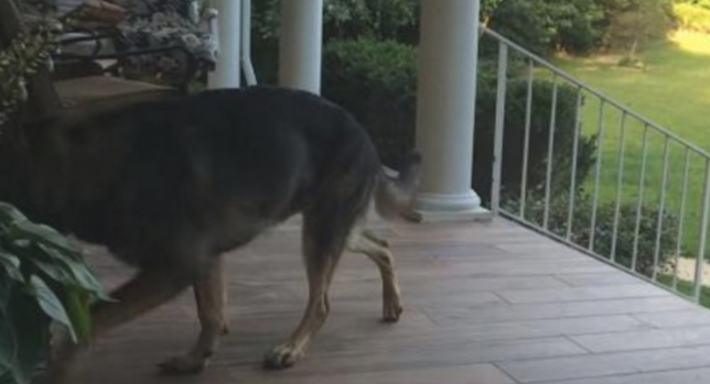 小狗情商高令人震惊，守候主人渡过漫漫长路日子，与主人把酒言欢！