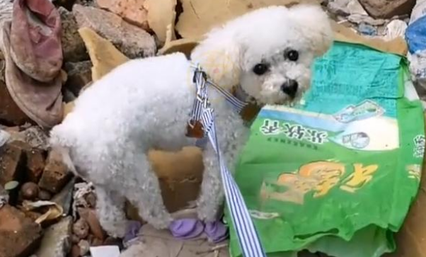 垃圾堆里的狗狗,获救两个月后判若两狗,故地重游的反应让人心疼