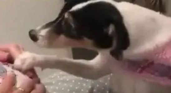 女主人怀孕期间,狗狗每天都这样