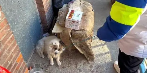 主人离世,狗狗依然守在门口,想要等他回来