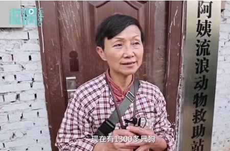 “别人笑我太疯癫”,68岁老人收养1300只狗,女儿卖房支持