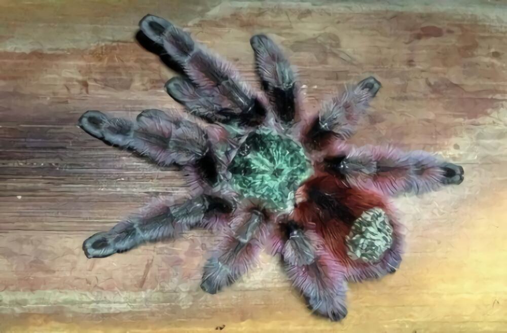 厄瓜多尔紫粉趾身份信息