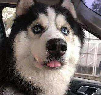 怕热的4种狗, 雪橇三傻中有两个上榜, 它在夏天简直像穿了羽绒服