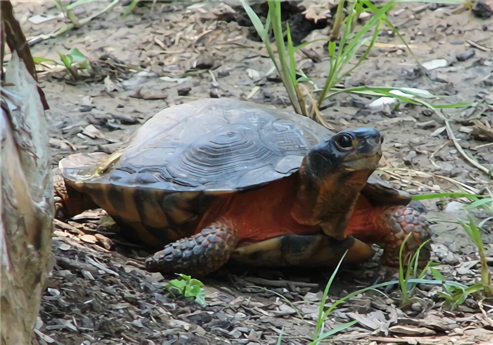 木雕水龟身份信息