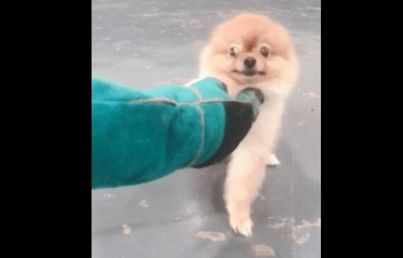 博美犬寄养乡下回来后:变得暴躁、咬人