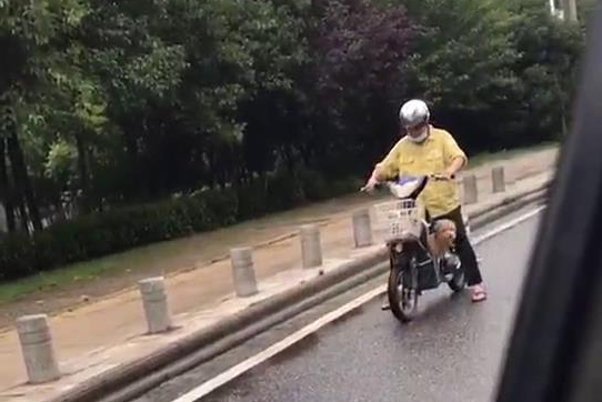 狗狗从电瓶车上掉了出来,狂追了一公里才追赶主人,差点儿跑咽气