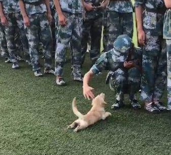 一看就是军训过的狗子,狗狗:匍匐前进!目标12点方向的妹子!
