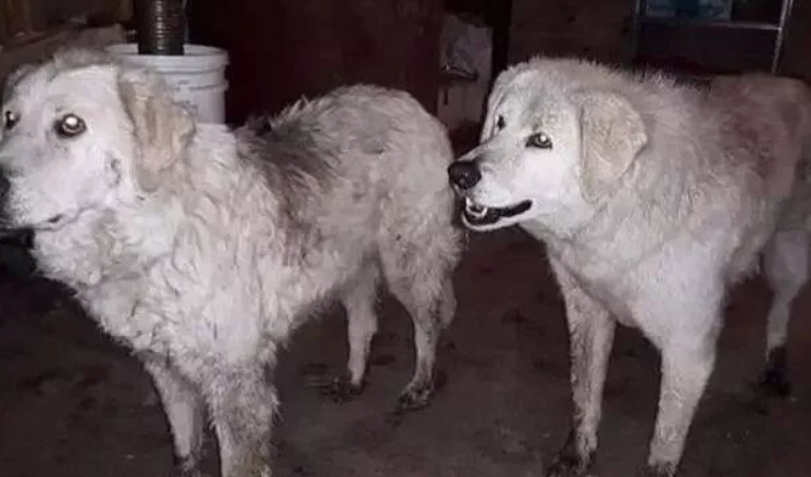 森林大火夫妻放弃两只牧羊犬和90只羊,但狗狗却把羊群救了回来
