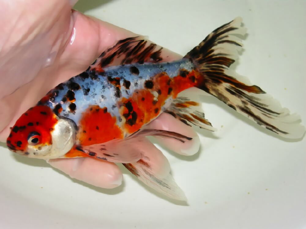 五花长尾草金鱼身份信息