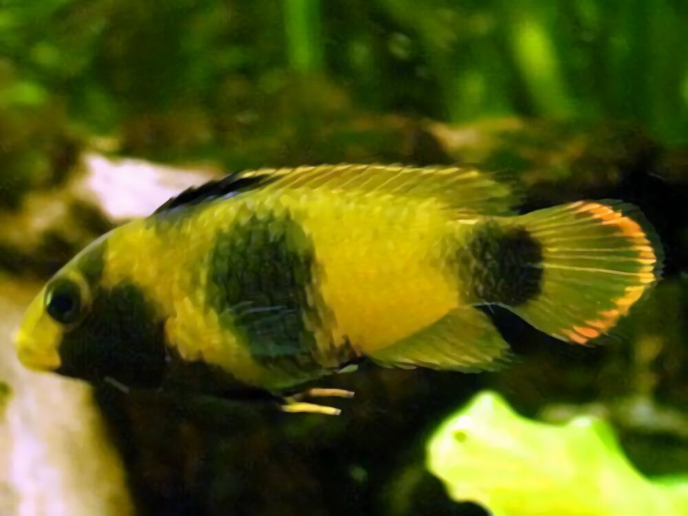 熊猫短鲷身份信息