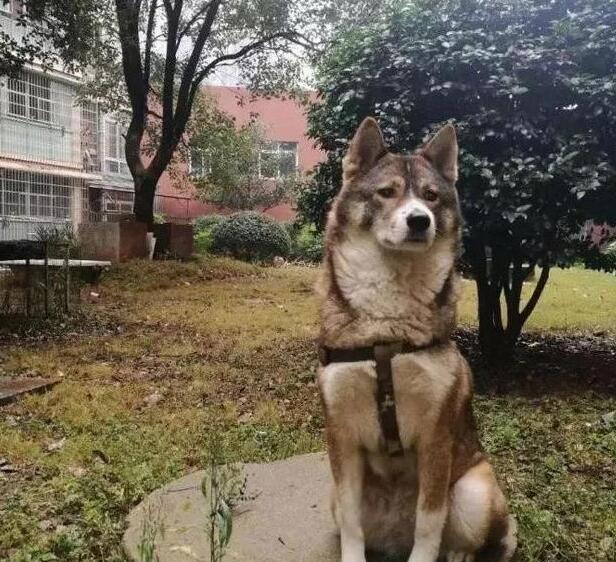 养什么名贵犬,来只本土的田园,牵出去一样让你成为焦点