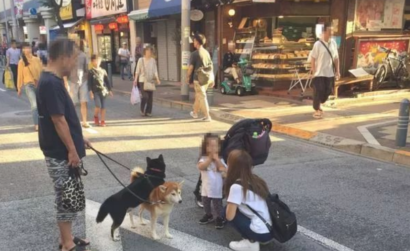 主人家养了二只柴犬,带他们外出溜达,結果溜达姿态遭看热闹