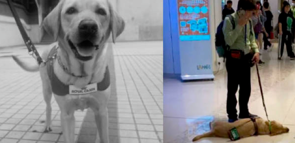 香港一导盲犬在商场内晕倒去世,引发社会对视障者和导盲犬的关注和反思