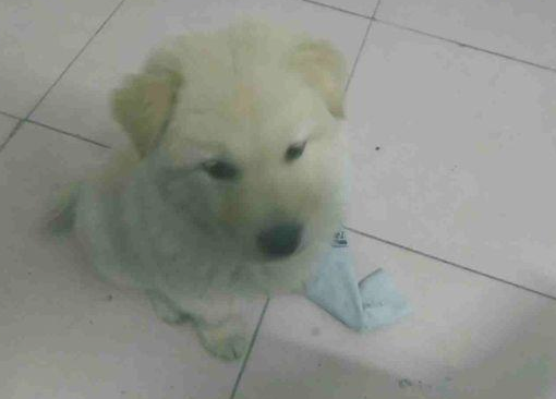 流浪犬在街道讨吃的,路人厌烦一脚把它给踢开,小家伙憋屈无比