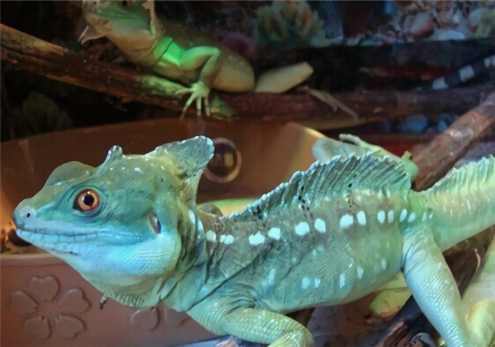 双冠蜥身份信息