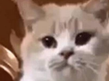 贪玩主人为萌猫取名“柴犬” ,谁知长大后它这样叫,笑翻了